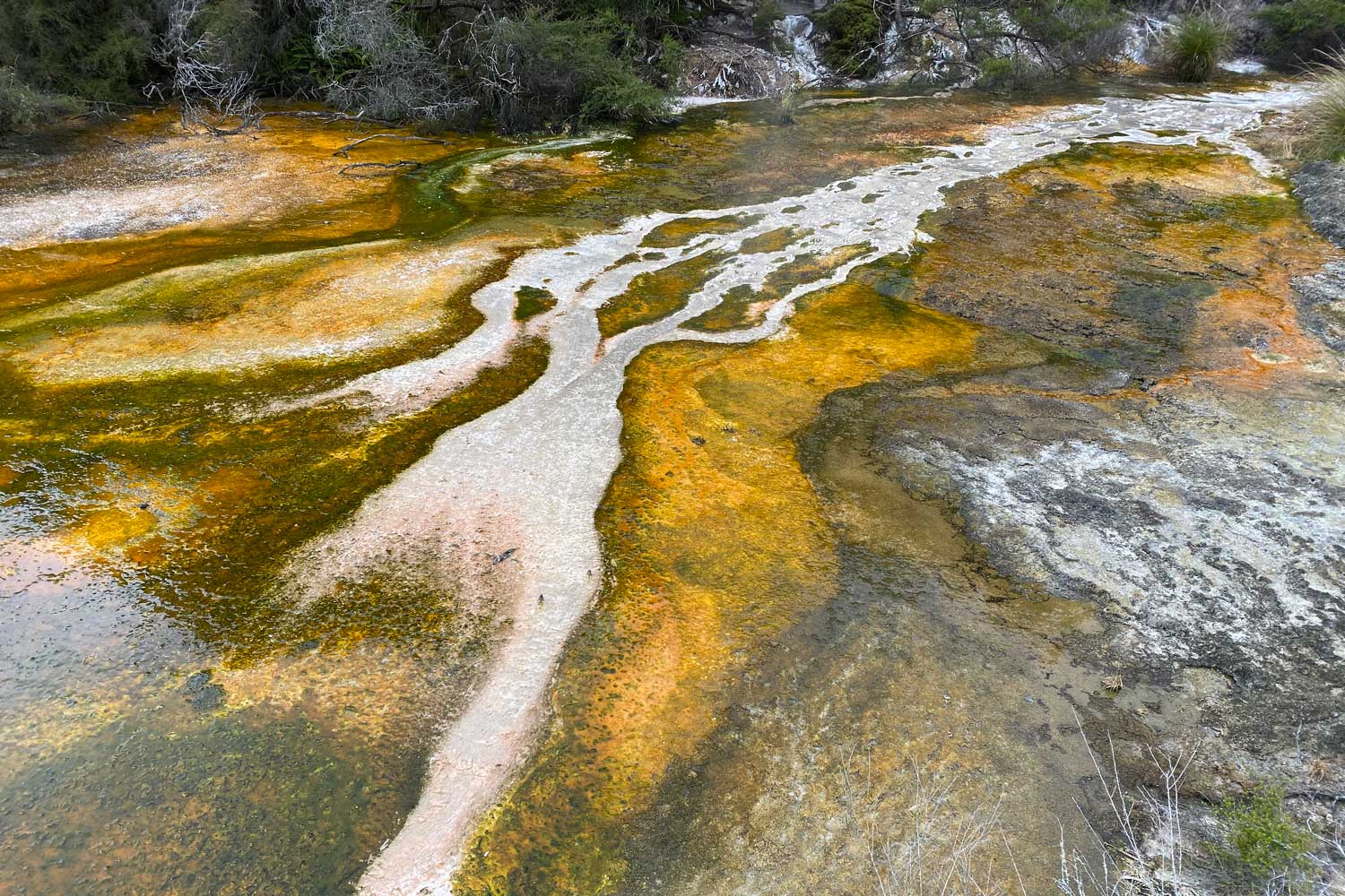Rotorua 4