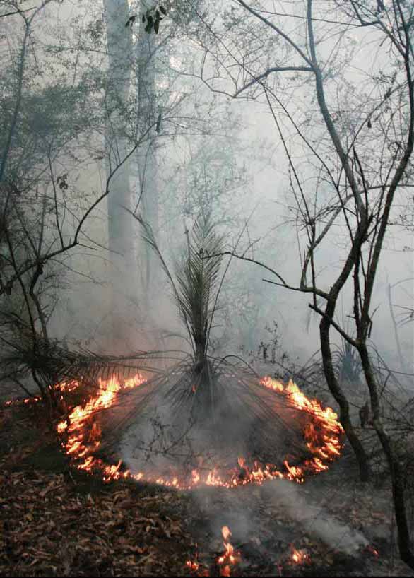 Right Fire Burrawong